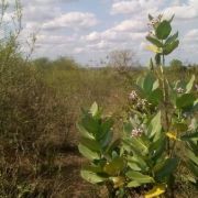 Nauza shamba