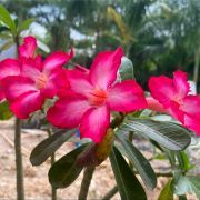 garden parade