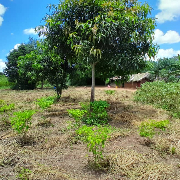 Javina Milinga